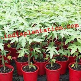 Papaya Plant-Red Lady
