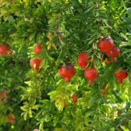 Pomegranate Plant-Bhagwa
