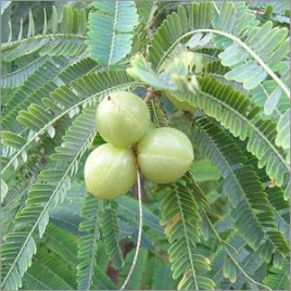 Indian Amla Plant Gooseberry