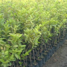 Guava Plant L-49