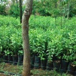 White Sander Plants
